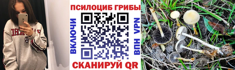 Галлюциногенные грибы Psilocybine cubensis Гаджиево